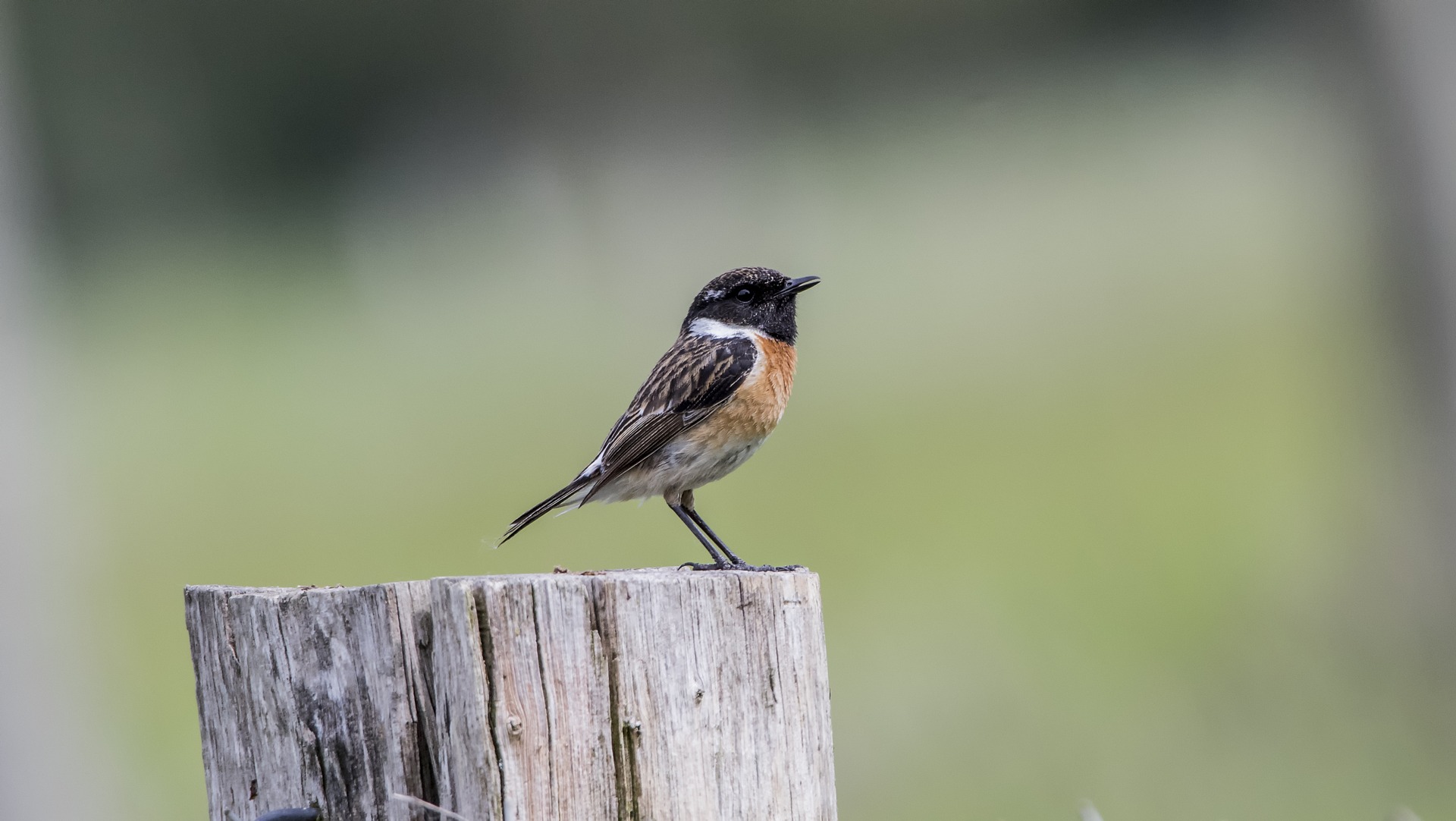 Oiseaux communs